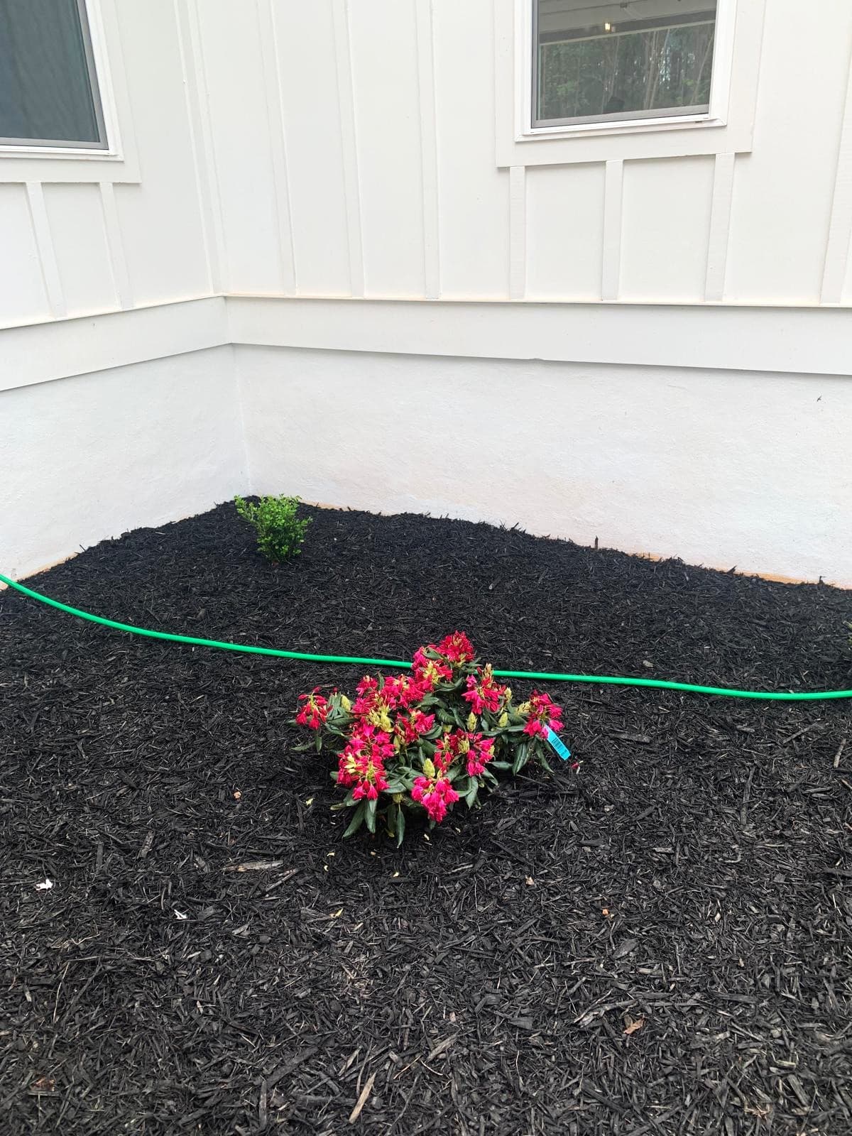 Pink flowering plant and green shrub in dark mulch beside a white house with hose.
